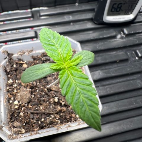 Grandaddy purple, week one WED 21 Dec. growlog timeline photo