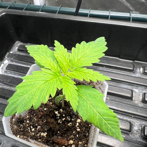 Grandaddy purple, week one WED 21 Dec. growlog timeline photo