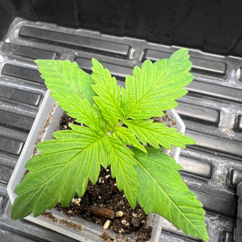 Grandaddy purple, week one WED 21 Dec. growlog timeline photo