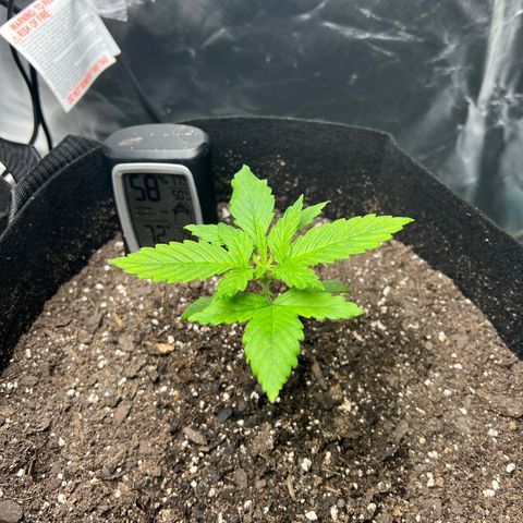 Grandaddy purple, week one WED 21 Dec. growlog timeline photo