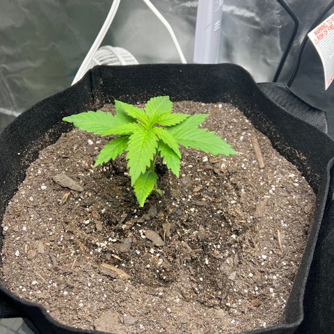 Grandaddy purple, week one WED 21 Dec. growlog timeline photo