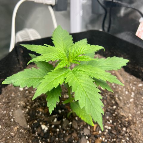 Grandaddy purple, week one WED 21 Dec. growlog timeline photo