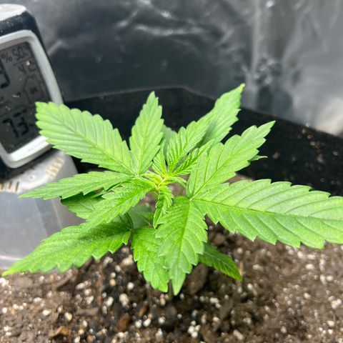 Grandaddy purple, week one WED 21 Dec. growlog timeline photo