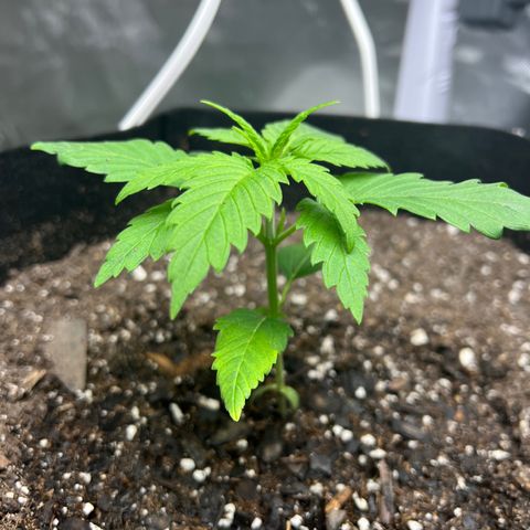 Grandaddy purple, week one WED 21 Dec. growlog timeline photo