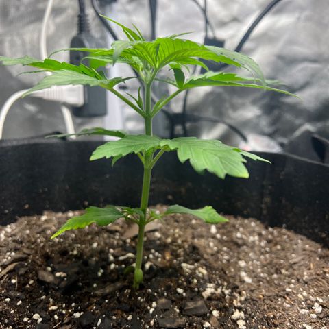 Grandaddy purple, week one WED 21 Dec. growlog timeline photo