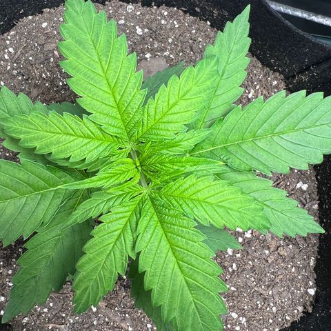 Grandaddy purple, week one WED 21 Dec. growlog timeline photo
