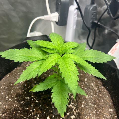 Grandaddy purple, week one WED 21 Dec. growlog timeline photo