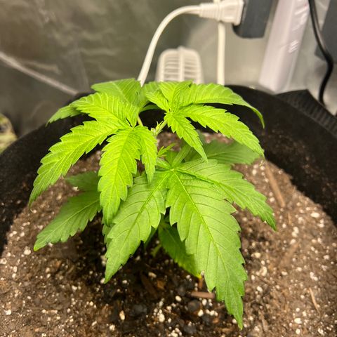 Grandaddy purple, week one WED 21 Dec. growlog photo: Post Topping