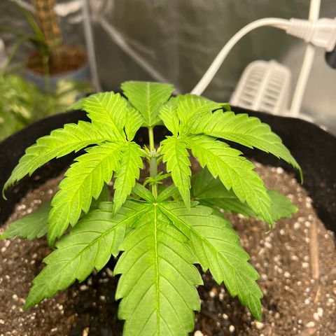 Grandaddy purple, week one WED 21 Dec. growlog photo: Post Topping