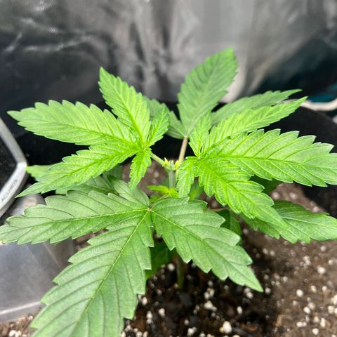 Grandaddy purple, week one WED 21 Dec. growlog photo: Post Topping