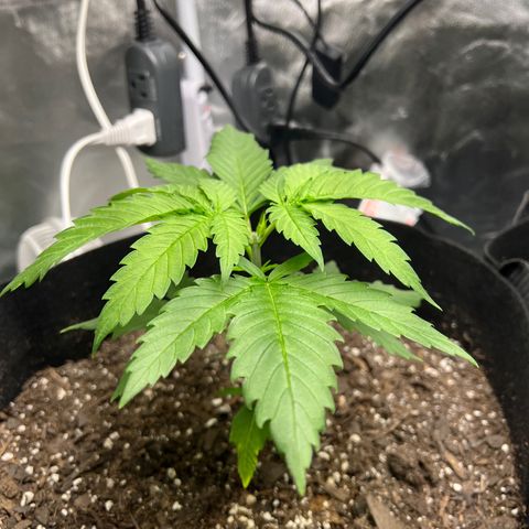 Grandaddy purple, week one WED 21 Dec. growlog timeline photo