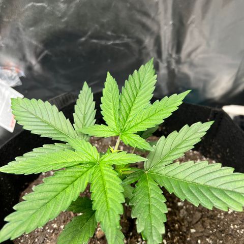 Grandaddy purple, week one WED 21 Dec. growlog timeline photo