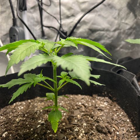 Grandaddy purple, week one WED 21 Dec. growlog timeline photo