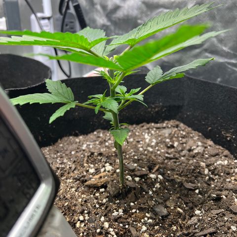 Grandaddy purple, week one WED 21 Dec. growlog timeline photo