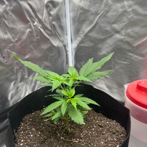 Grandaddy purple, week one WED 21 Dec. growlog timeline photo