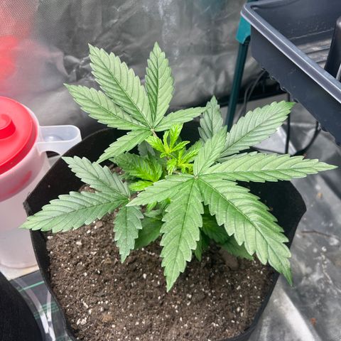 Grandaddy purple, week one WED 21 Dec. growlog timeline photo