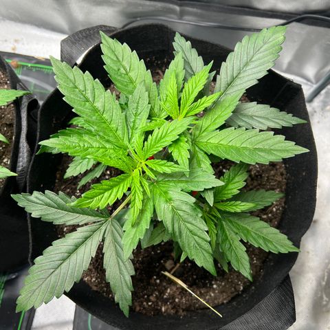 Grandaddy purple, week one WED 21 Dec. growlog timeline photo