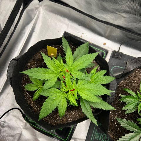 Grandaddy purple, week one WED 21 Dec. growlog timeline photo