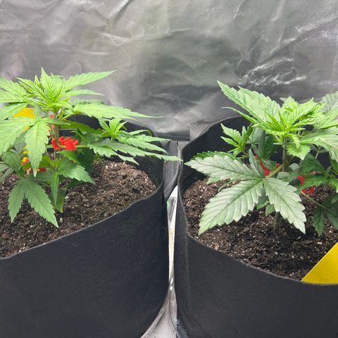 Grandaddy purple, week one WED 21 Dec. growlog timeline photo