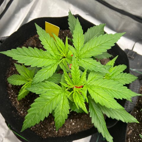 Grandaddy purple, week one WED 21 Dec. growlog timeline photo