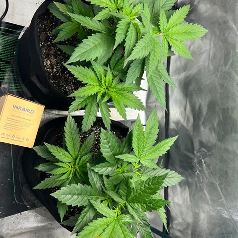 Grandaddy purple, week one WED 21 Dec. growlog timeline photo