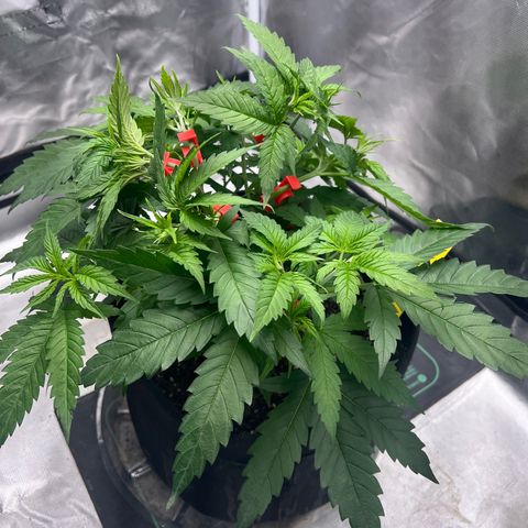 Grandaddy purple, week one WED 21 Dec. growlog timeline photo