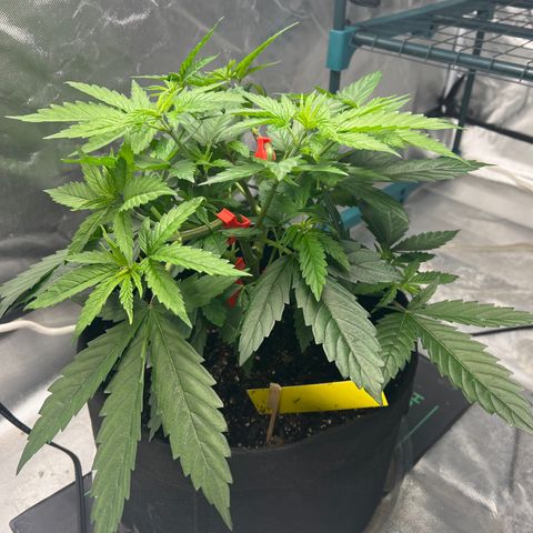 Grandaddy purple, week one WED 21 Dec. growlog timeline photo