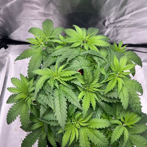 Grandaddy purple, week one WED 21 Dec. growlog timeline photo