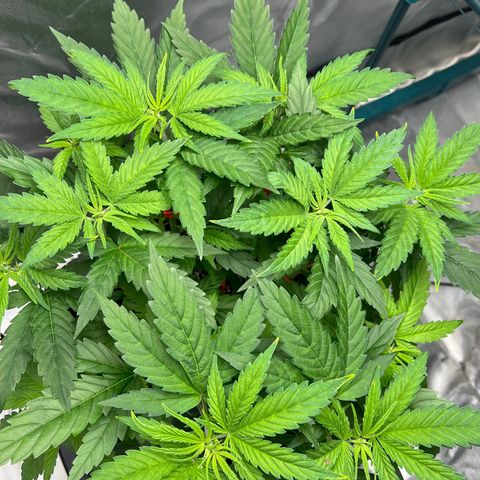 Grandaddy purple, week one WED 21 Dec. growlog timeline photo