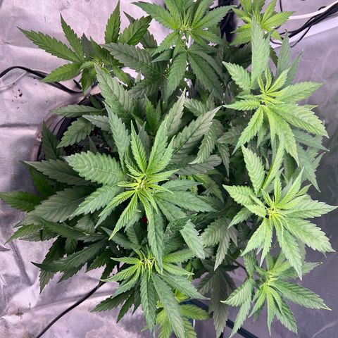 Grandaddy purple, week one WED 21 Dec. growlog timeline photo