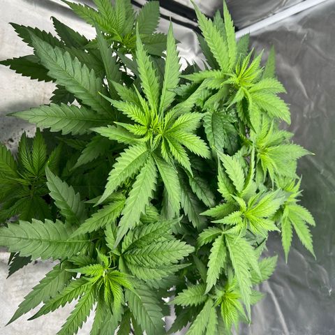 Grandaddy purple, week one WED 21 Dec. growlog timeline photo