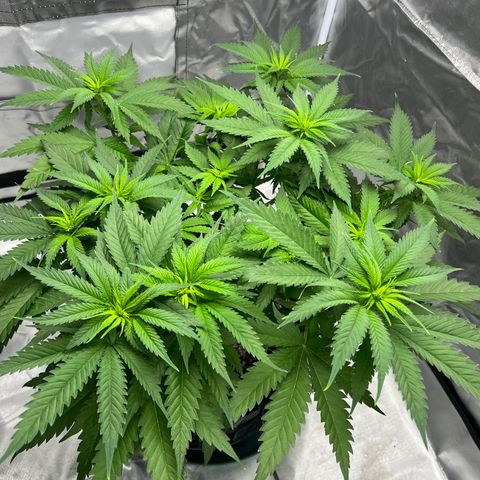 Grandaddy purple, week one WED 21 Dec. growlog timeline photo