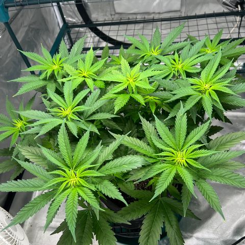 Grandaddy purple, week one WED 21 Dec. growlog timeline photo