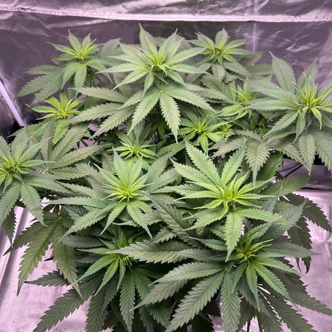 Grandaddy purple, week one WED 21 Dec. growlog timeline photo