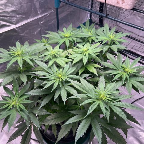 Grandaddy purple, week one WED 21 Dec. growlog timeline photo