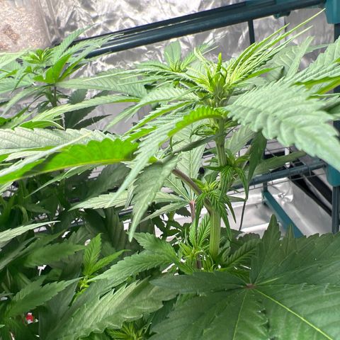 Grandaddy purple, week one WED 21 Dec. growlog timeline photo