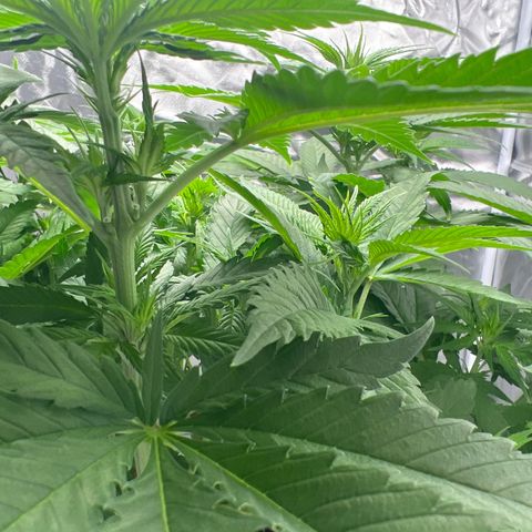 Grandaddy purple, week one WED 21 Dec. growlog timeline photo