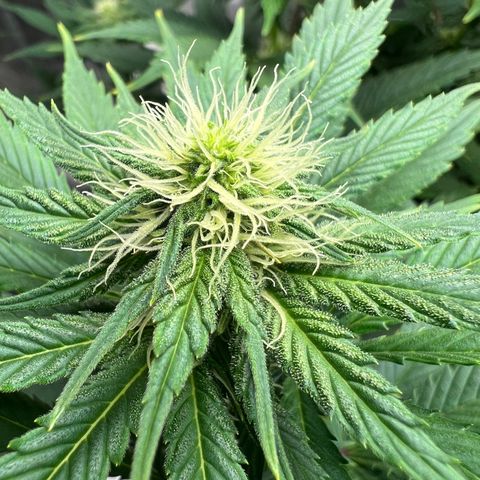 Grandaddy purple, week one WED 21 Dec. growlog photo: Flower