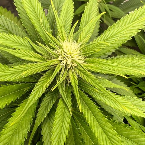 Grandaddy purple, week one WED 21 Dec. growlog photo: Flower
