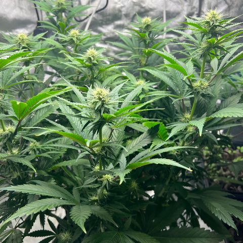 Grandaddy purple, week one WED 21 Dec. growlog photo: Flower