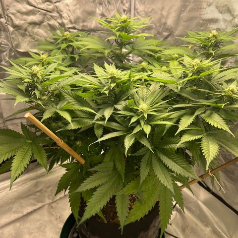 Grandaddy purple, week one WED 21 Dec. growlog photo: Flower