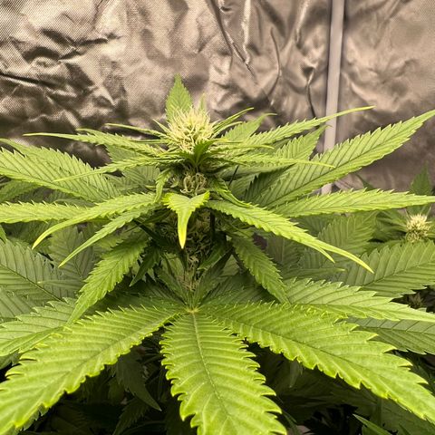 Grandaddy purple, week one WED 21 Dec. growlog photo: Flower