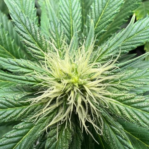 Grandaddy purple, week one WED 21 Dec. growlog photo: Flower
