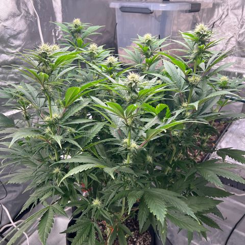 Grandaddy purple, week one WED 21 Dec. growlog timeline photo