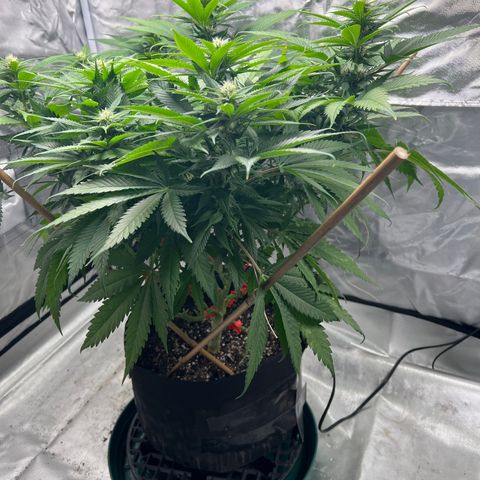 Grandaddy purple, week one WED 21 Dec. growlog timeline photo