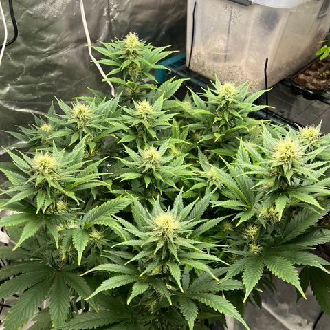Grandaddy purple, week one WED 21 Dec. growlog timeline photo