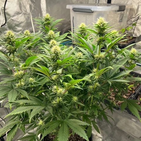 Grandaddy purple, week one WED 21 Dec. growlog timeline photo