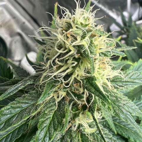Grandaddy purple, week one WED 21 Dec. growlog timeline photo