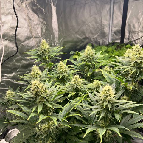 Grandaddy purple, week one WED 21 Dec. growlog timeline photo