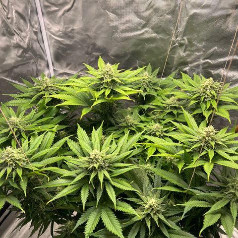 Grandaddy purple, week one WED 21 Dec. growlog timeline photo